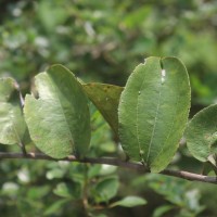 Ziziphus xylopyrus (Retz.) Willd.